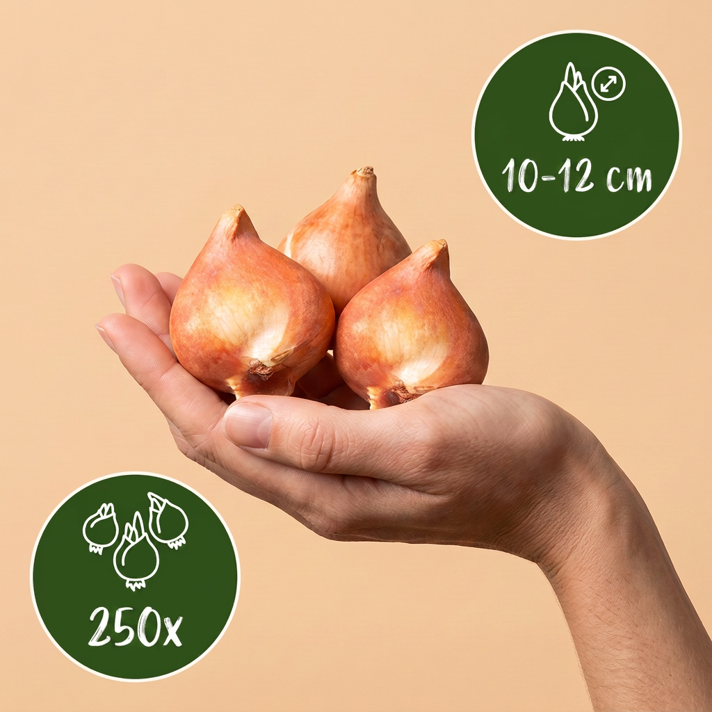 Blumenzwiebel-Garten Mix – Ansicht 3