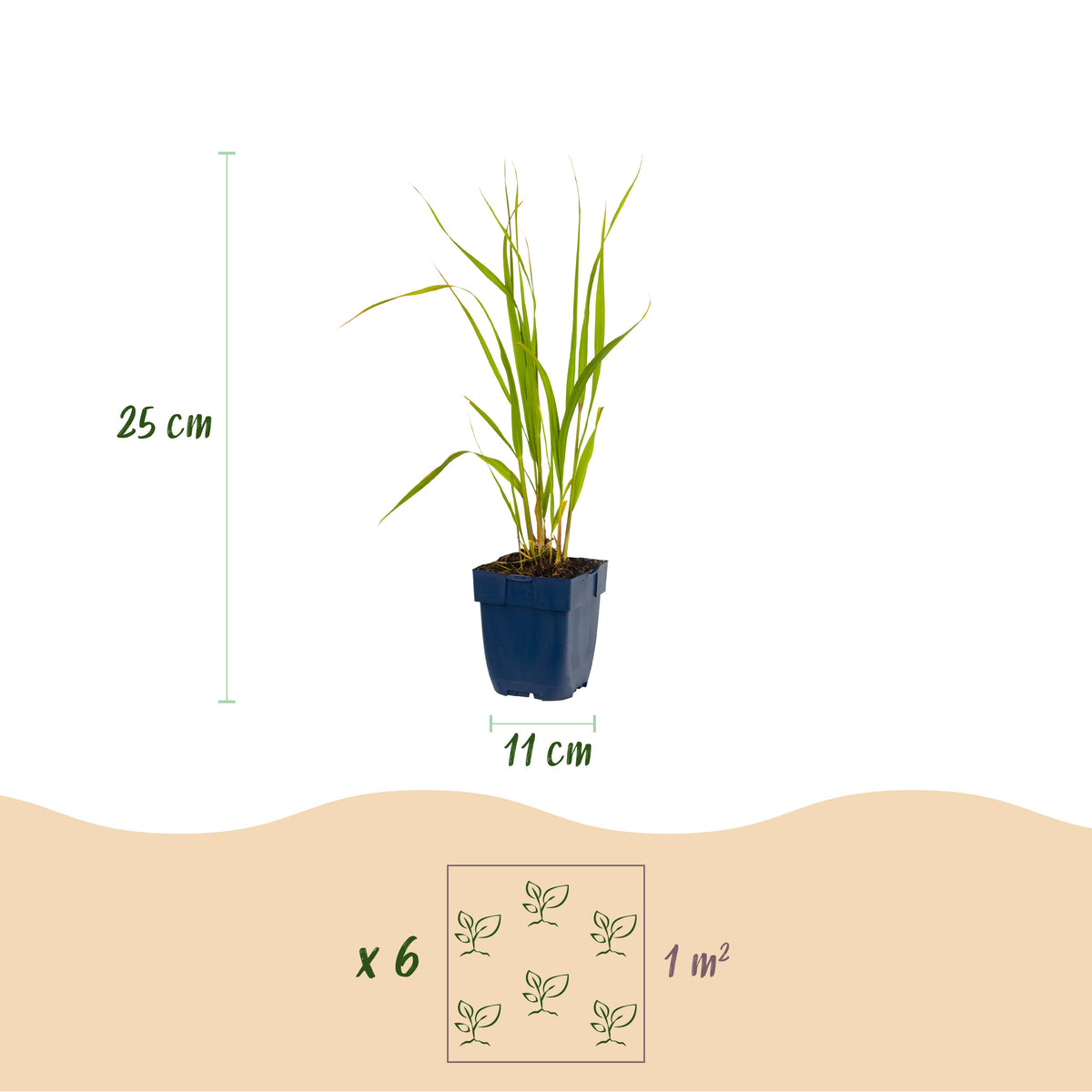 Pfeifengras 'Heidebraut' – Molinia caerulea – Topf Ø11cm – Ansicht 3
