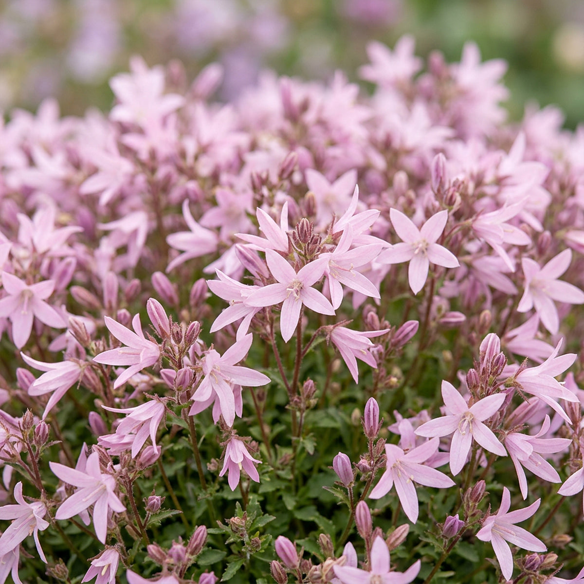 Hängepolster-Glockenblume 'Lisduggan' – Lila-Rosa – Topf Ø11cm – Ansicht 5