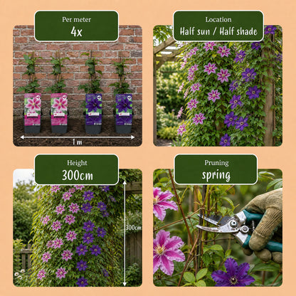 Waldrebe 'Purple & Pink' – Lila-Rosa-Weiß – Topf Ø9cm – Ansicht 5