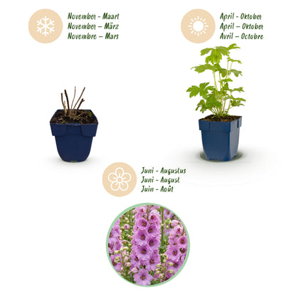 Rittersporn 'Astolat' – Delphinium – Rosa – Topf Ø11cm – Ansicht 4