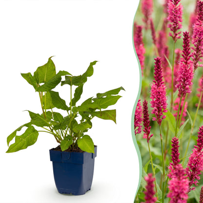 Knöterich 'Persicaria amplexicaulis' – Rot – Topf Ø11cm