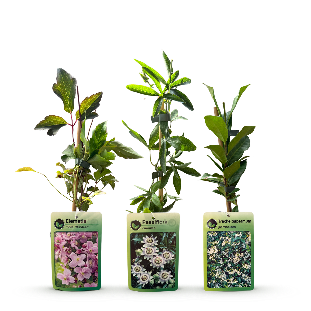 Kletterpflanzen-Trio 'Tricolour' – Clematis, Passionsblume & Sternjasmin – Topf Ø9cm – Ansicht 3
