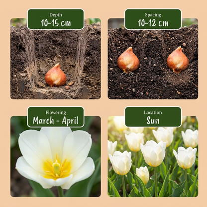 Triumph-Tulpe 'White' – Weiß – Ansicht 4