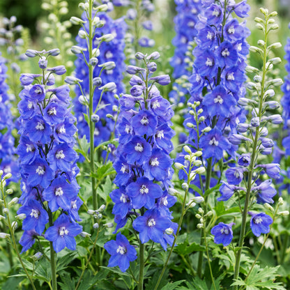 Rittersporn 'Blue Bird' – Delphinium – Blau – Topf Ø11cm – Ansicht 5