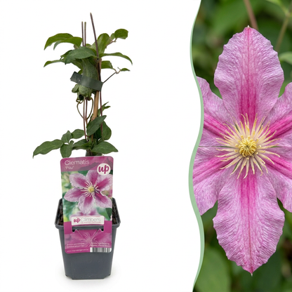 Waldrebe 'Piilu' – Clematis – Weiß-Rosa – Ø9cm