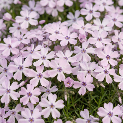 Polster-Phlox 'Benita' – Hellviolett – Topf Ø11cm – Ansicht 5