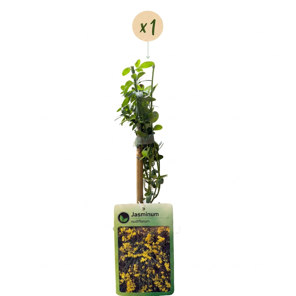 Winterjasmin 'Jasminum nudiflorum' – Gelb, Ø9cm, ↕35cm – Ansicht 2