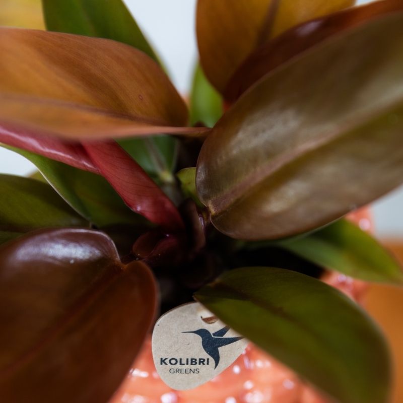 Philodendron 'Ruby Red' – Zimmerpflanze – Ø9cm – Ansicht 3