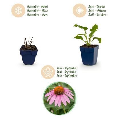 Sonnenhut 'Echinacea Magnus' – Rosa – Topf Ø11cm – Ansicht 4