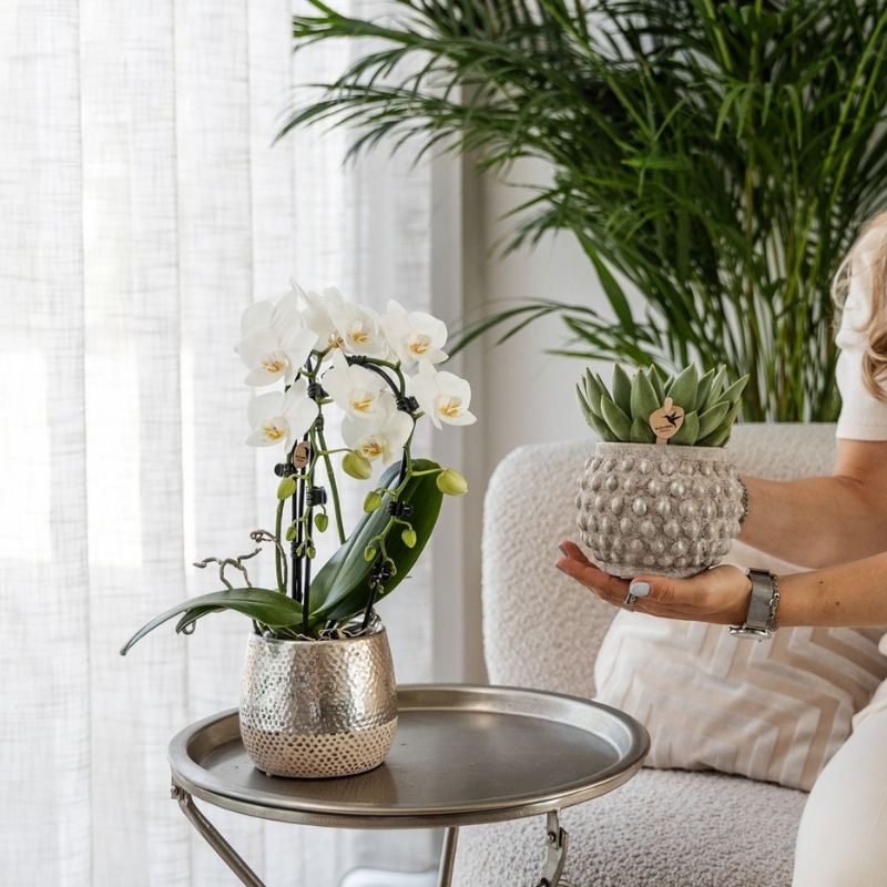 Phalaenopsis-Orchidee 'Niagara Fall White' – Weiß – Topf Ø9cm – Ansicht 7