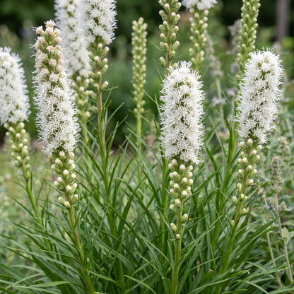 Liatris spicata 'Alba' – Weiß – Topf Ø11cm – Ansicht 5