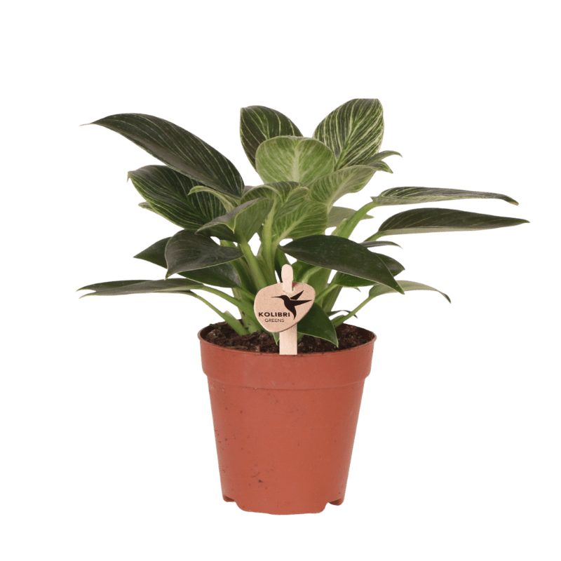 Philodendron 'White Measure' – Ø9cm