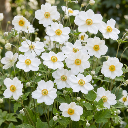 Herbst-Anemone 'Hon. Jobert' – Weiß – Topf Ø11cm – Ansicht 5