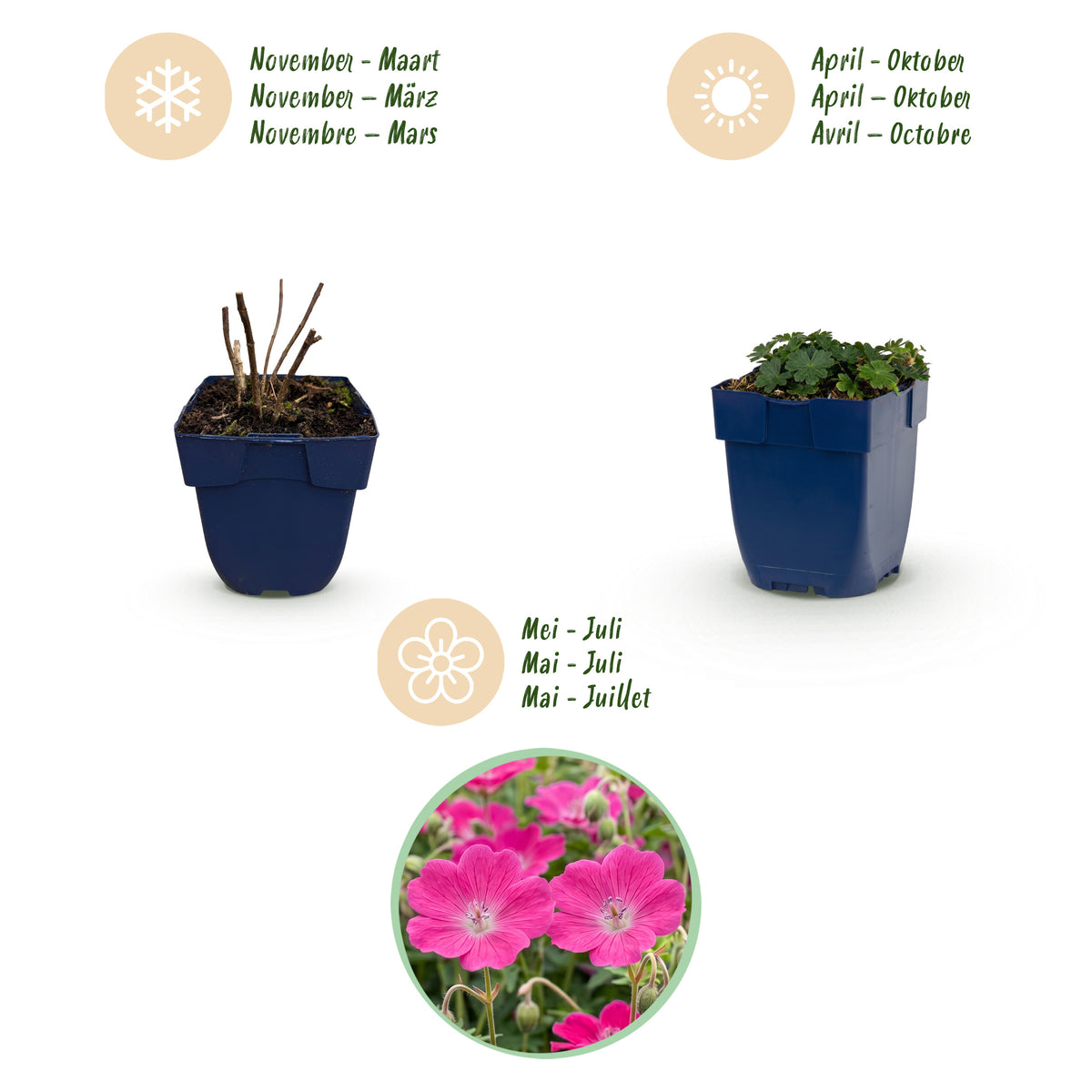 Storchschnabel 'Max Frei' – Rosa – Topf Ø11cm – Ansicht 4