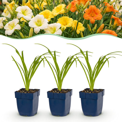 Taglilie 'Tricolour' – Creme-Gelb-Orange – Topf Ø11cm