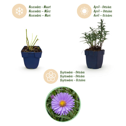 Kissen-Aster 'Mittelmeer' – Lila – Topf Ø11cm – Ansicht 4
