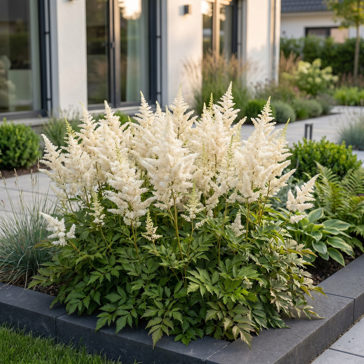 Astilbe 'Deutschland' – Prachtspiere – Weiß – Topf Ø11cm – Ansicht 6