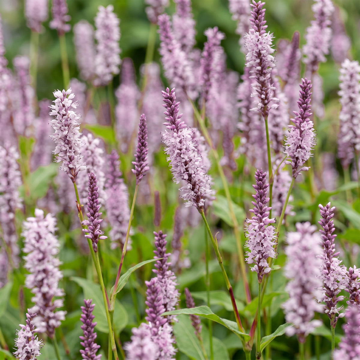 Knöterich 'Persicaria amplexicaulis Rosea' – Rosa – Topf Ø11cm – Ansicht 5