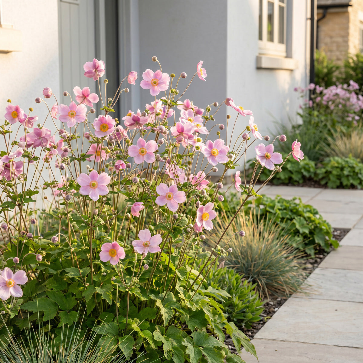 Herbst-Anemone 'Splendens' – Dunkelrosa – Topf Ø11cm – Ansicht 6