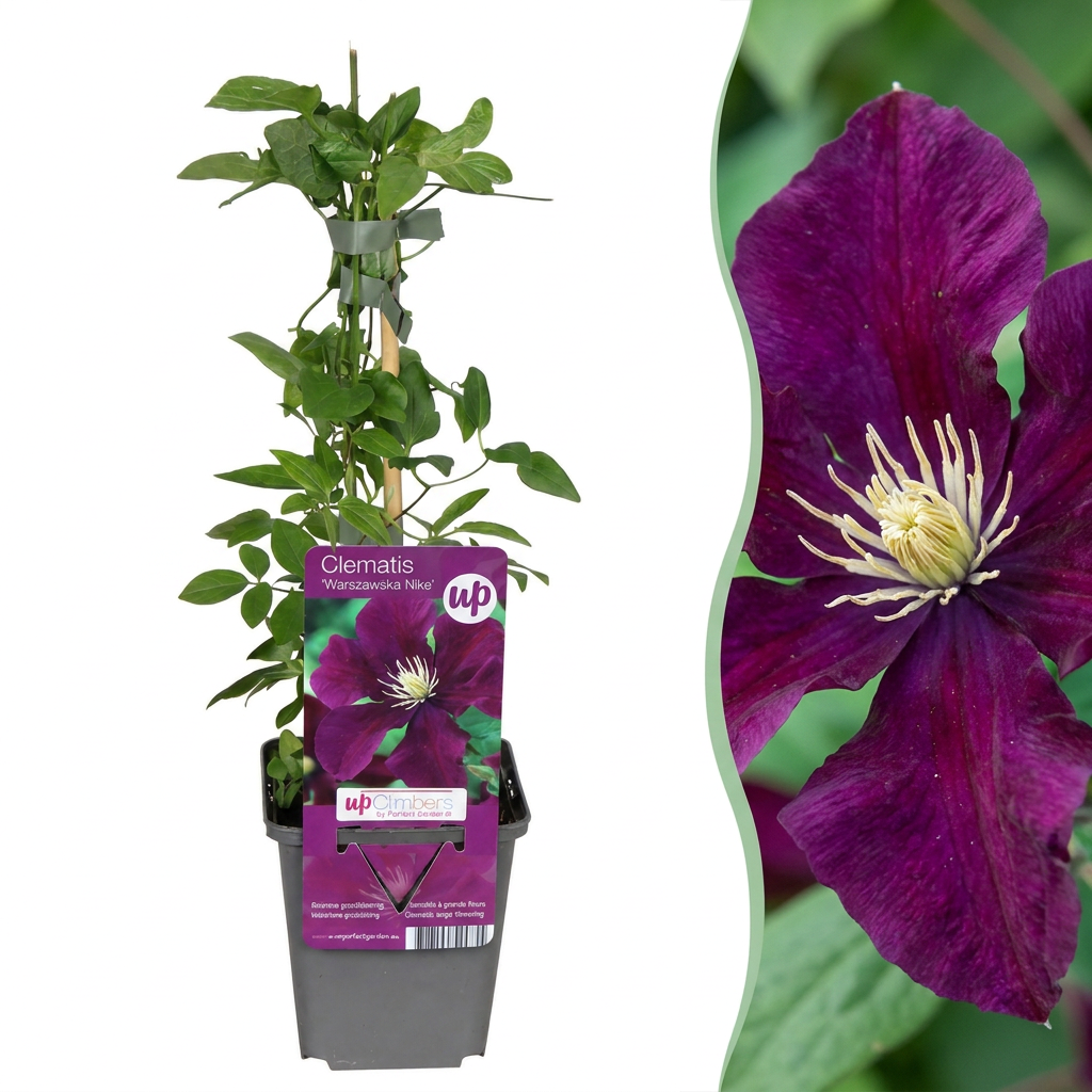 Clematis 'Warszawska Nike' – Rot, Ø9cm, ↕35cm