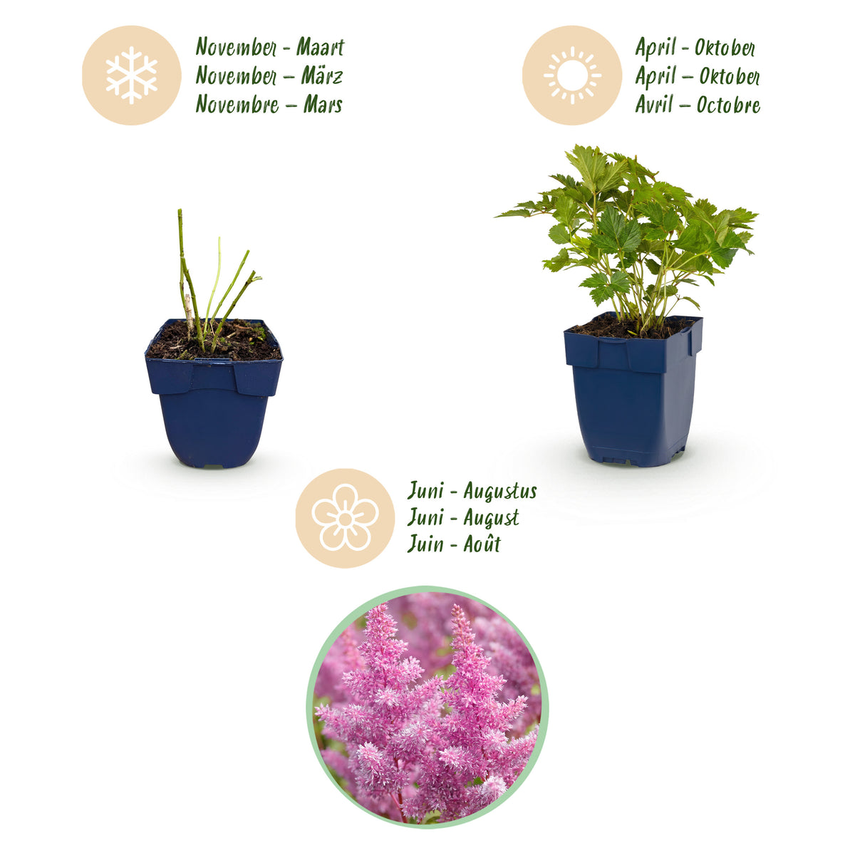 Prachtspiere 'Astilbe chin. Pumila' – Lila – Topf Ø11cm – Ansicht 4