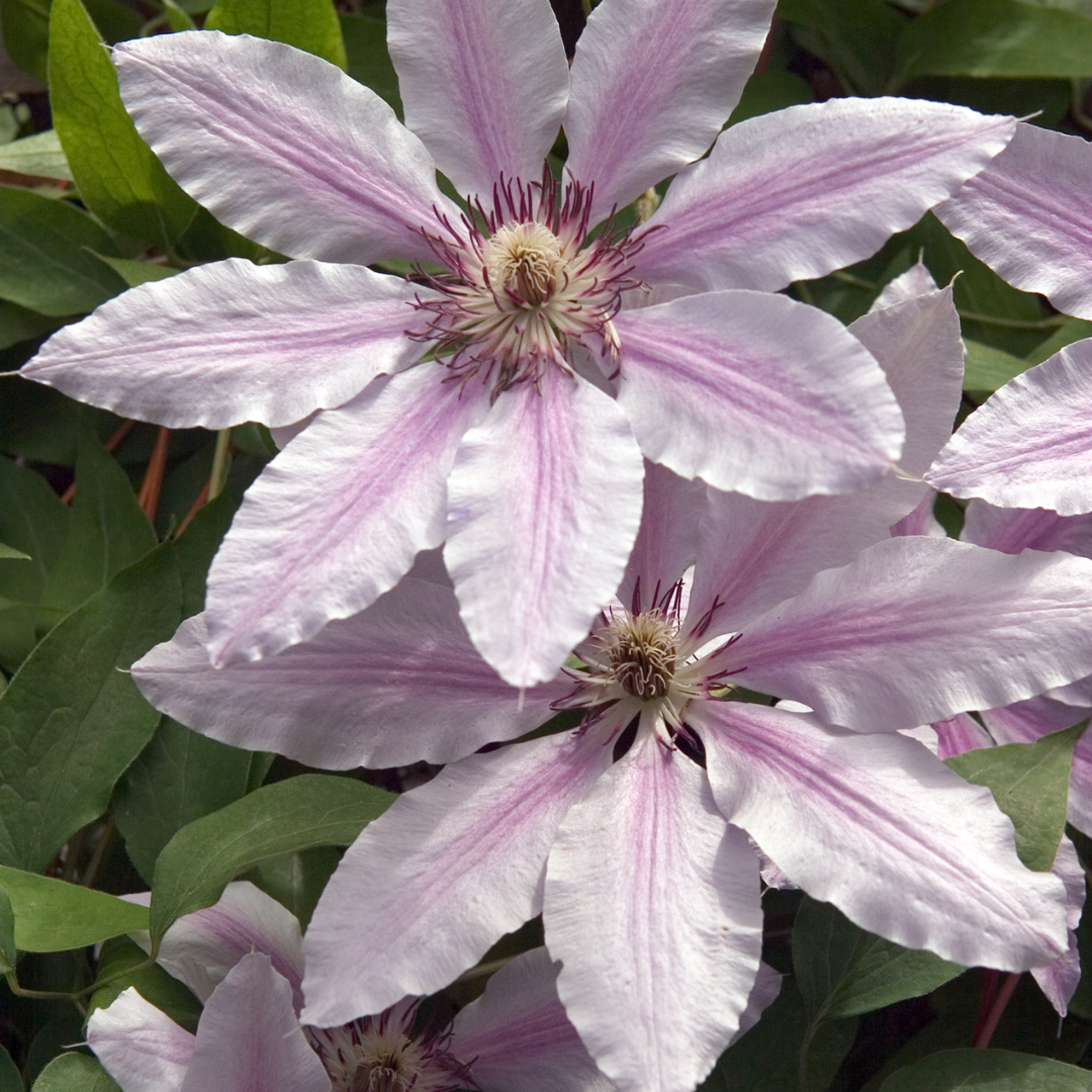 Clematis 'Hagley Hybrid' – Rosa – P9 Topf – Ansicht 4