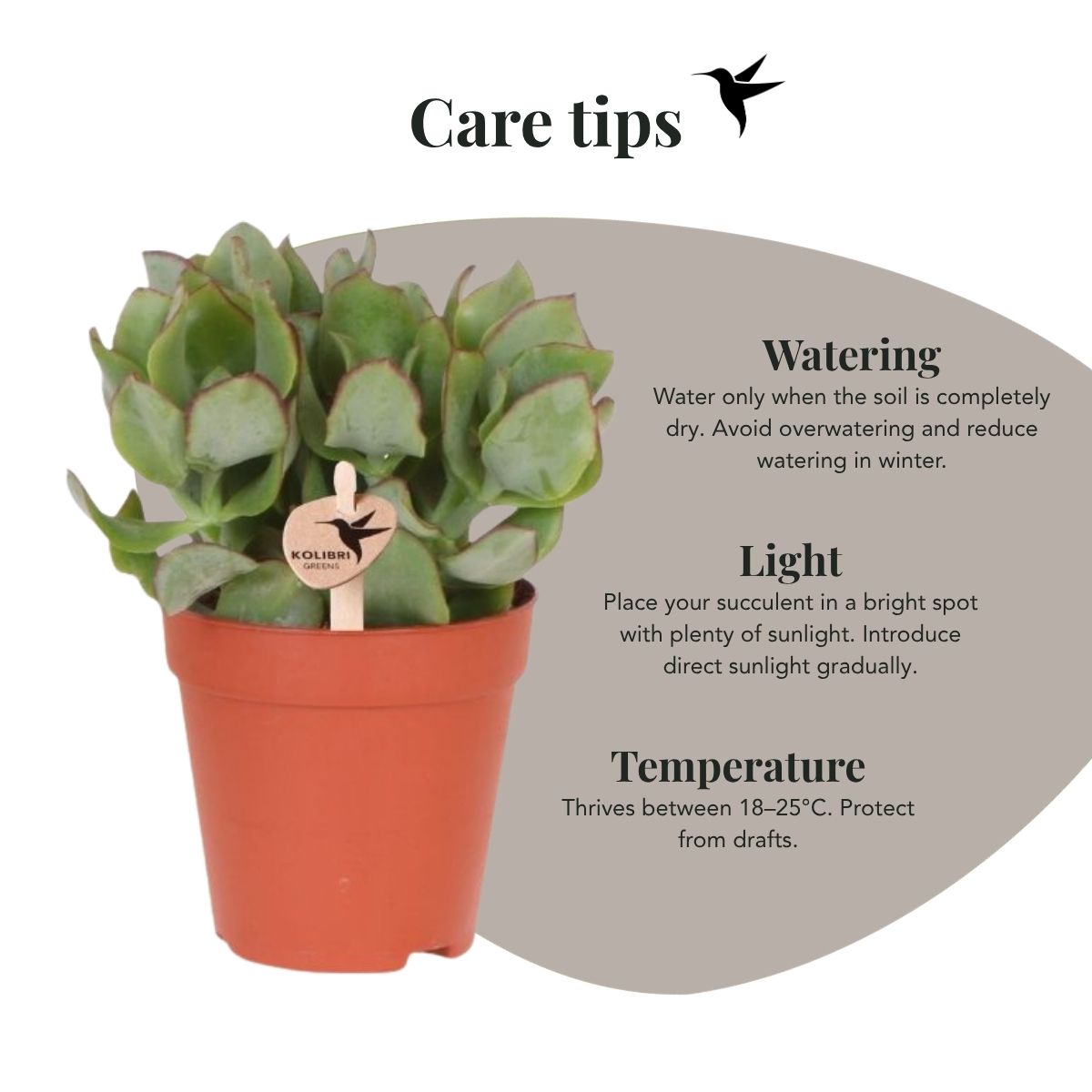 Sukkulente Crassula Arborescens – Ø9cm – Ansicht 3