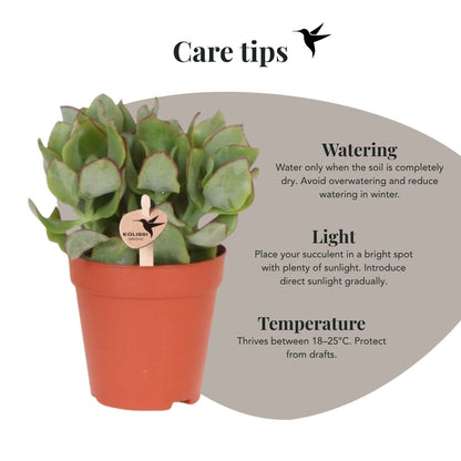 Sukkulente Crassula Arborescens – Ø9cm – Ansicht 3