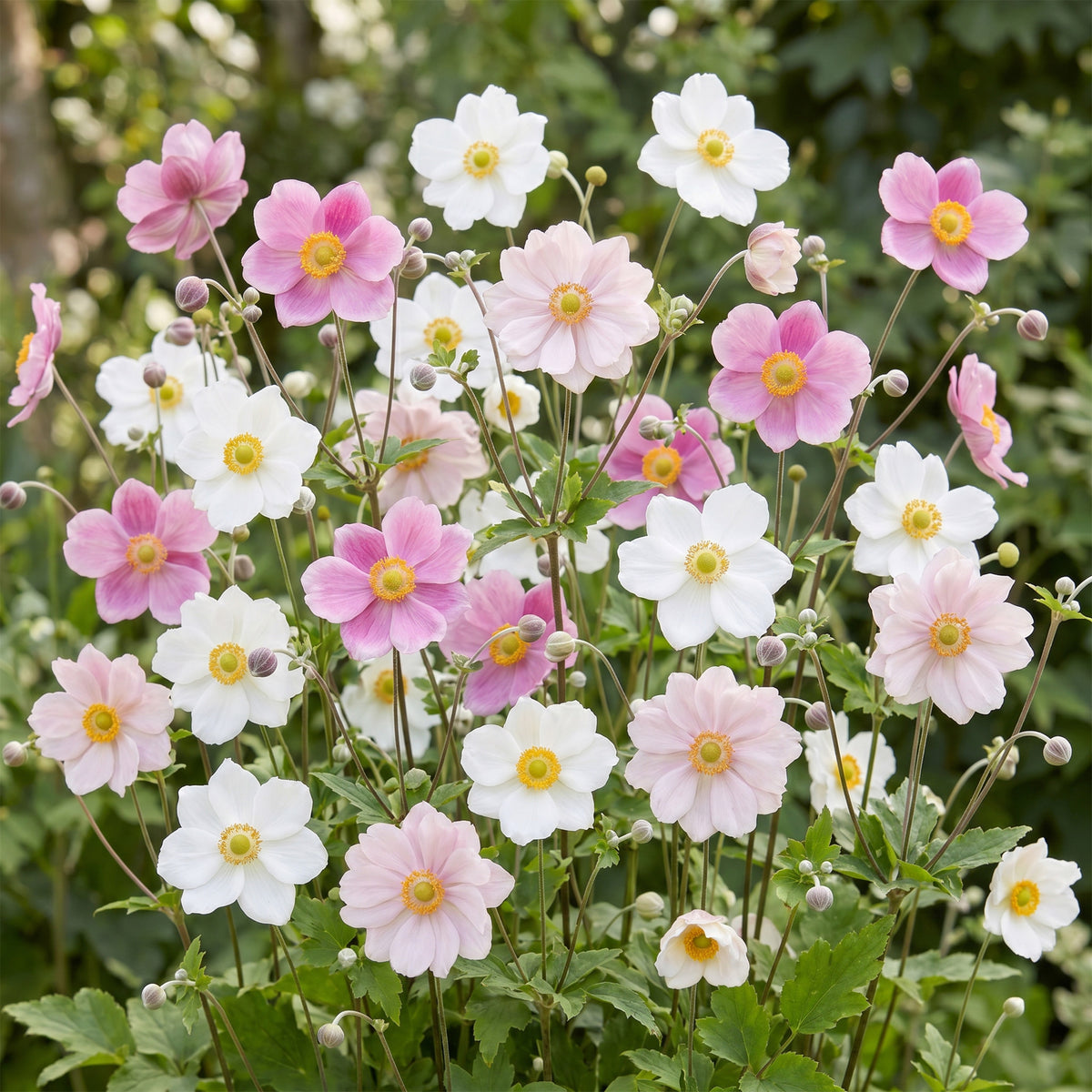 Herbst-Anemone 'Tricolour' – Pink-Weiß – Topf Ø11cm – Ansicht 5