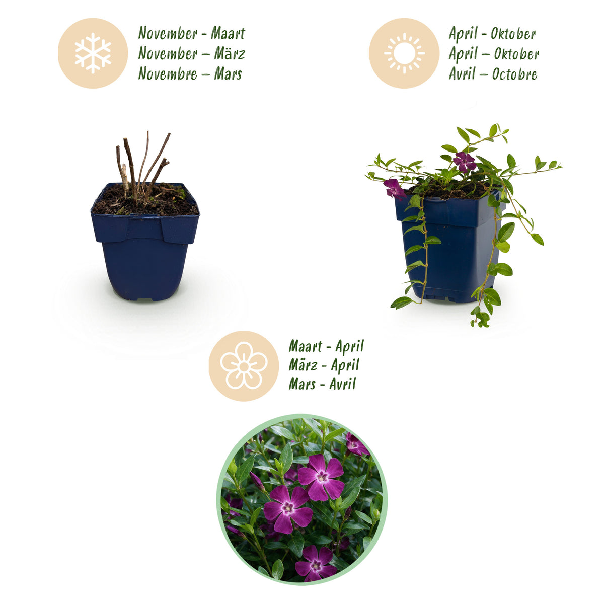Immergrün 'Atropurpurea' – Vinca minor – Lila – Topf Ø11cm – Ansicht 4