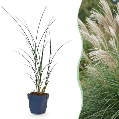 Chinaschilf 'Gracillimus' – Grün – Topf Ø11cm
