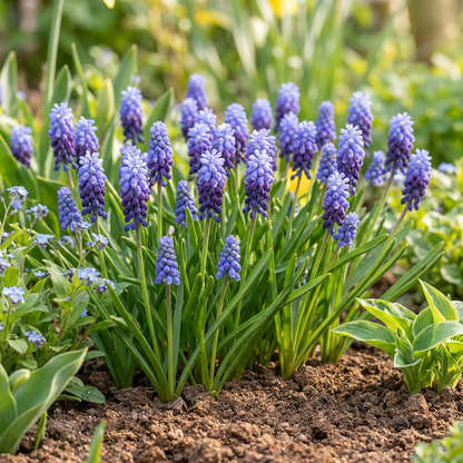 Traubenhyazinthe 'Latifolium' – Blau – Ansicht 2