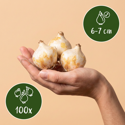 Traubenhyazinthe 'White Magic' – Weiß – Ansicht 3