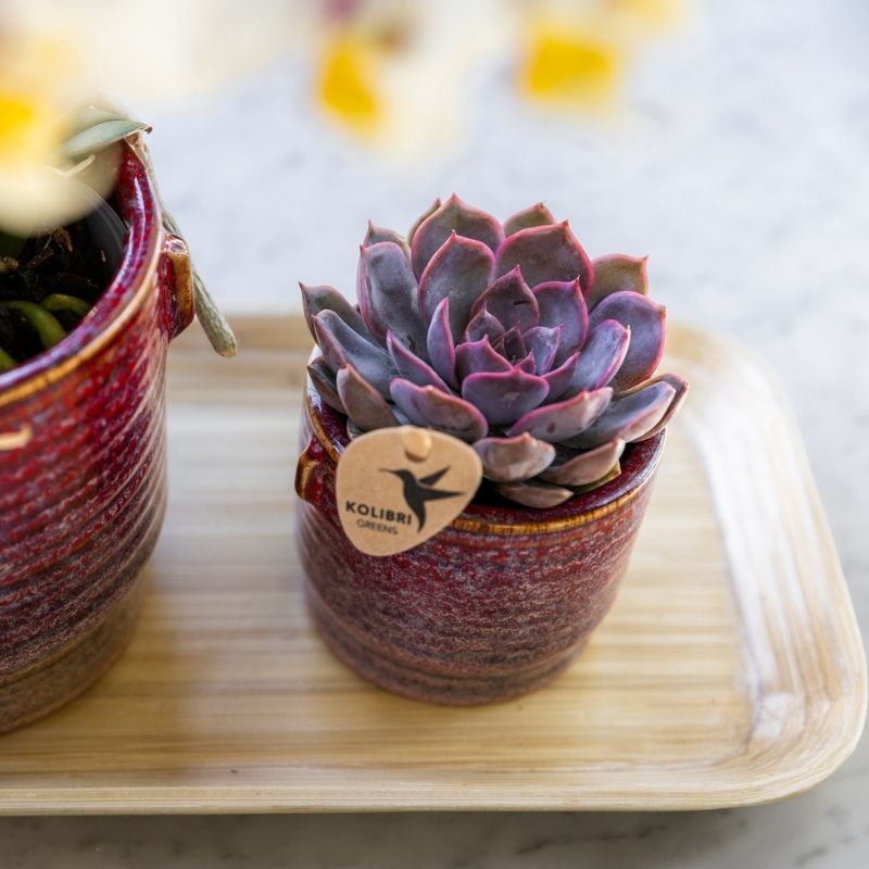 Sukkulente Echeveria Summer – Ø6cm – Ansicht 2