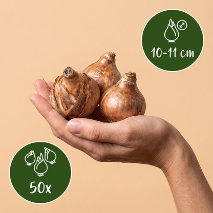 Narzisse 'Tête-à-Tête' – Gelb (Zwiebelgröße 10/11) – Ansicht 3