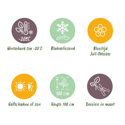 Knöterich 'Persicaria amplexicaulis' – Rot – Topf Ø11cm – Ansicht 9