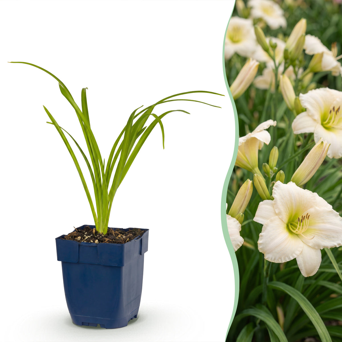 Taglilie 'Arctic Snow' – Creme – Ø11cm