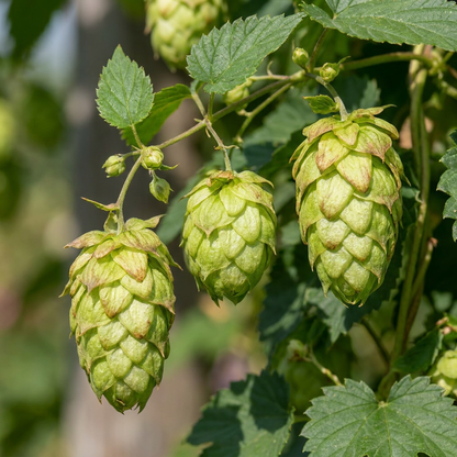 Hopfen 'Nordbrau' – Grün, Ø9cm, ↕35cm – Ansicht 3