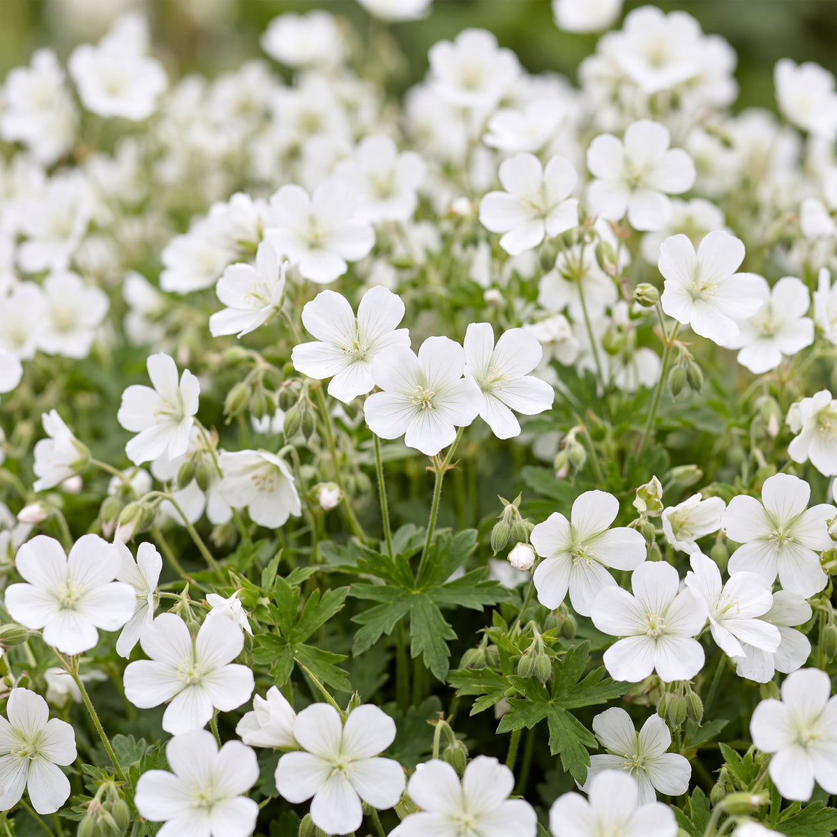Storchschnabel 'Geranium sanguineum Album' – Weiß – Ø11cm – Ansicht 5