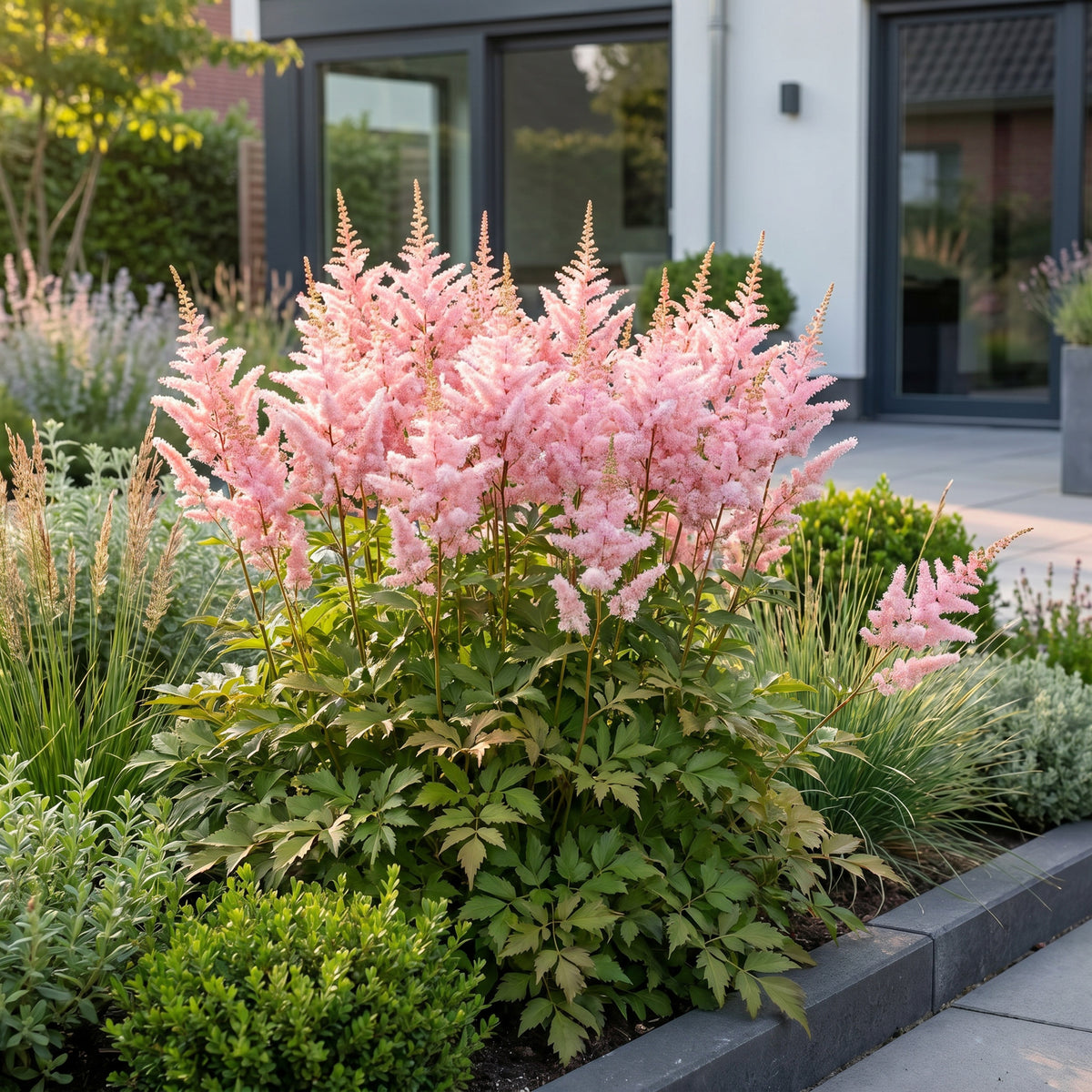Astilbe 'Europa' – Rosa – Topf Ø11cm – Ansicht 6