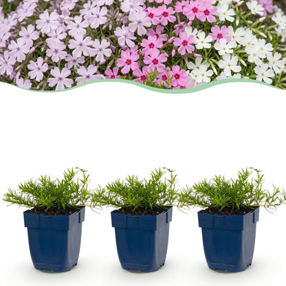 Polster-Phlox 'Tricolour' – Violett-Rosa-Weiß – Topf Ø11cm