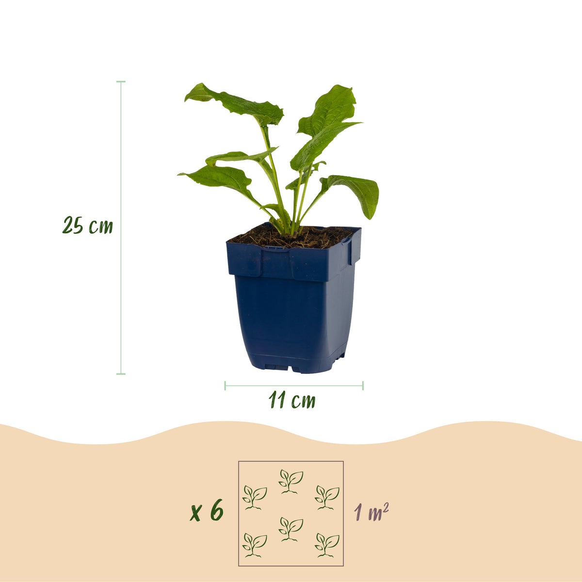 Sonnenhut 'Echinacea Magnus' – Rosa – Topf Ø11cm – Ansicht 3