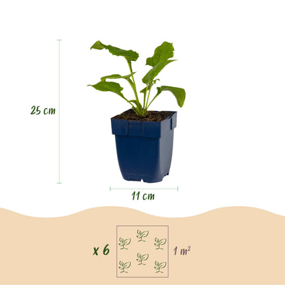 Sonnenhut 'Echinacea Magnus' – Rosa – Topf Ø11cm – Ansicht 3