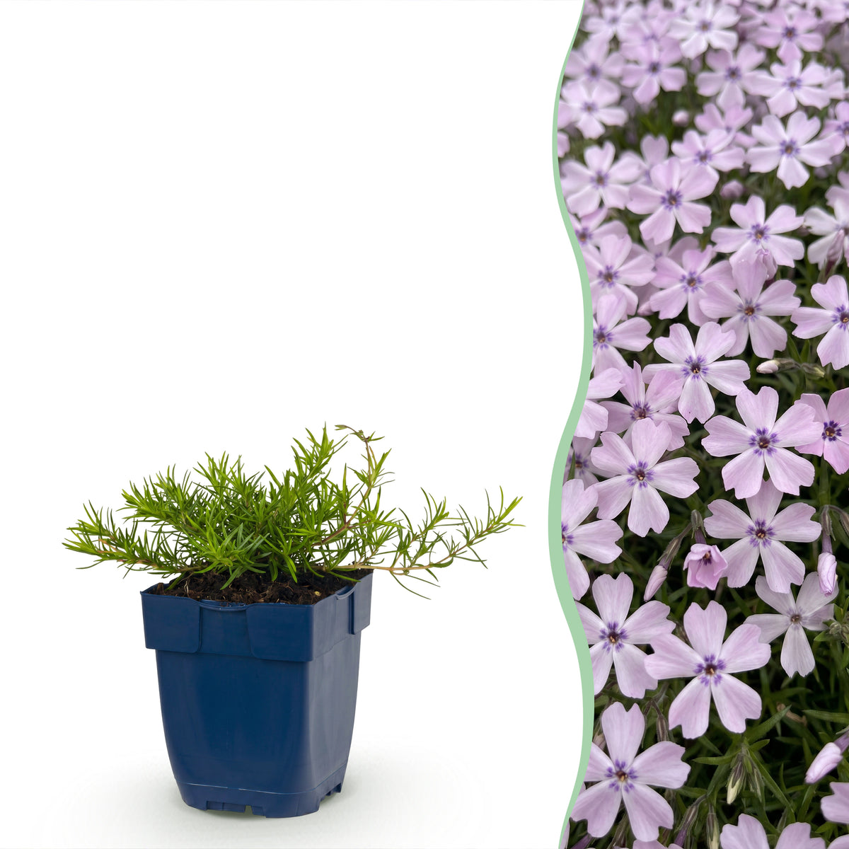 Polster-Phlox 'Benita' – Hellviolett – Topf Ø11cm