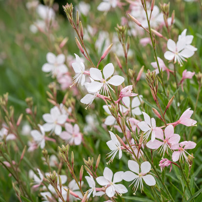 Prachtkerze 'Whirling Butterflies' – Weiß – Topf Ø11cm – Ansicht 5