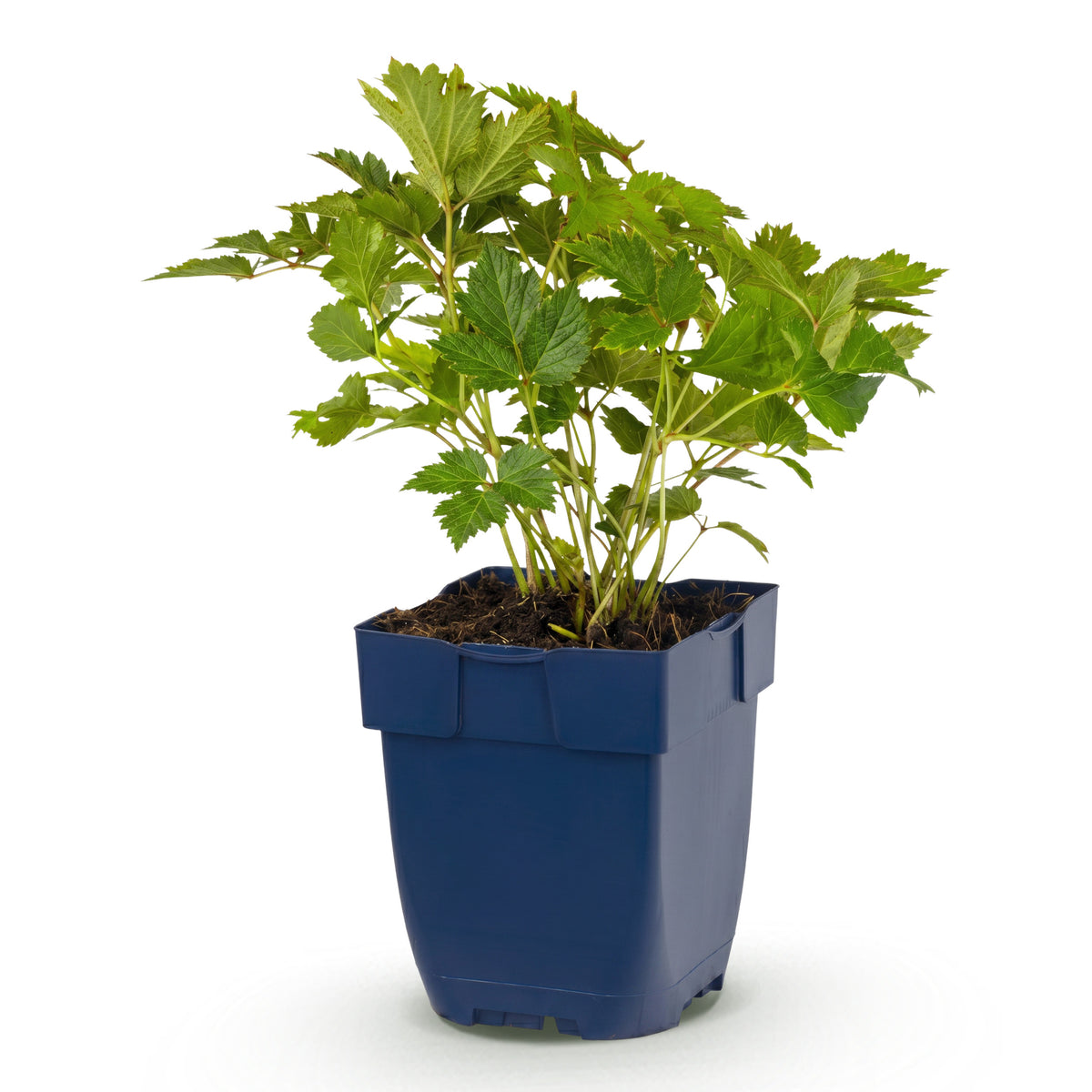 Prachtspiere 'Astilbe chin. Pumila' – Lila – Topf Ø11cm