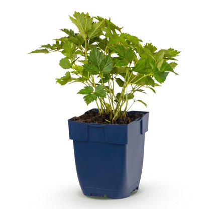 Prachtspiere 'Astilbe chin. Pumila' – Lila – Topf Ø11cm