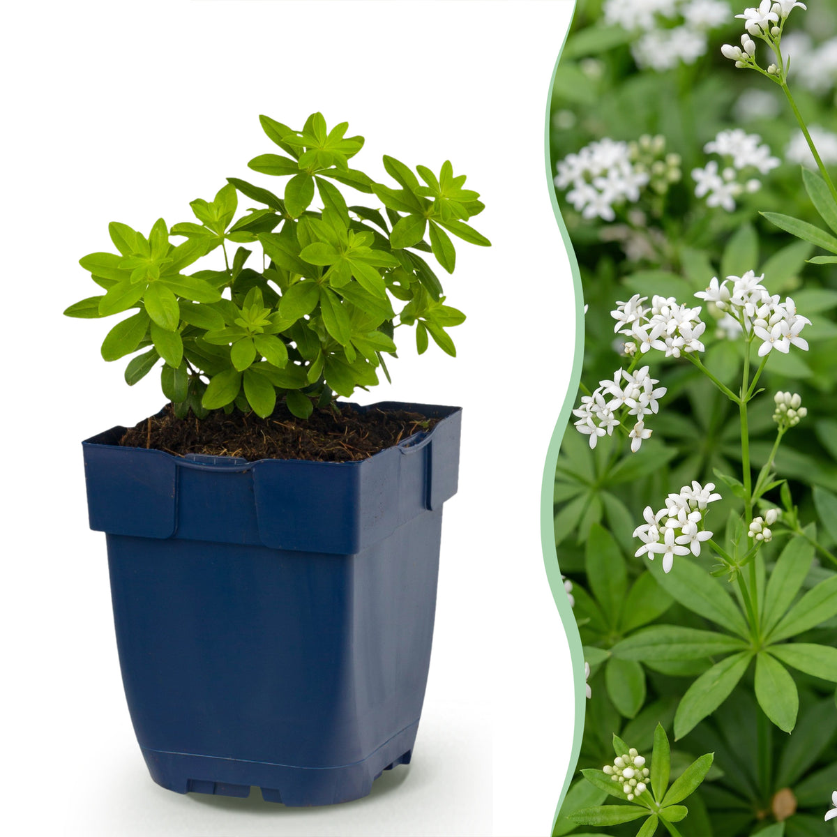 Waldmeister 'Galium odoratum' – Weiß – Topf Ø11cm