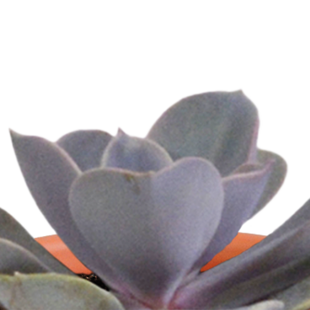 Kakteen- & Sukkulenten-Mischung – Terracotta-Topf Ø5,5cm (15 Pflanzen) – Ansicht 4